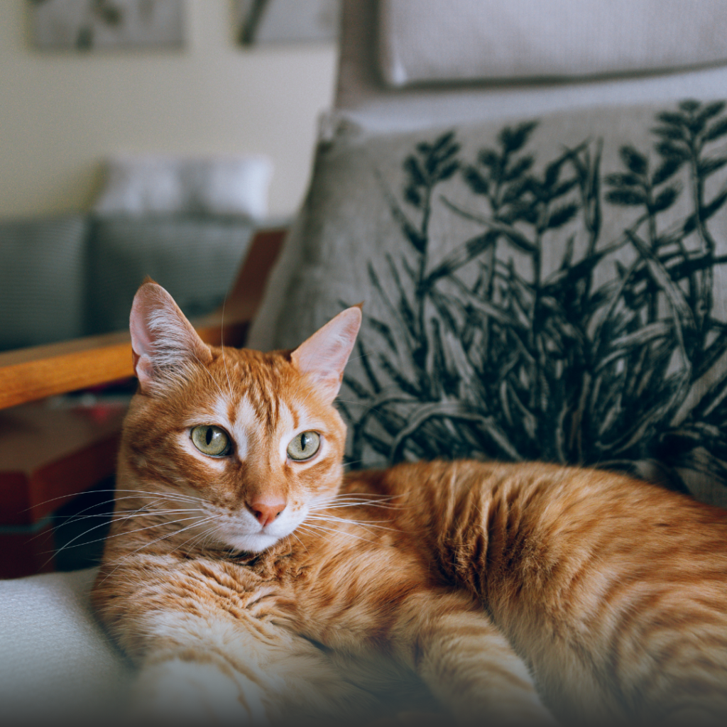 Cadovet, Cat care