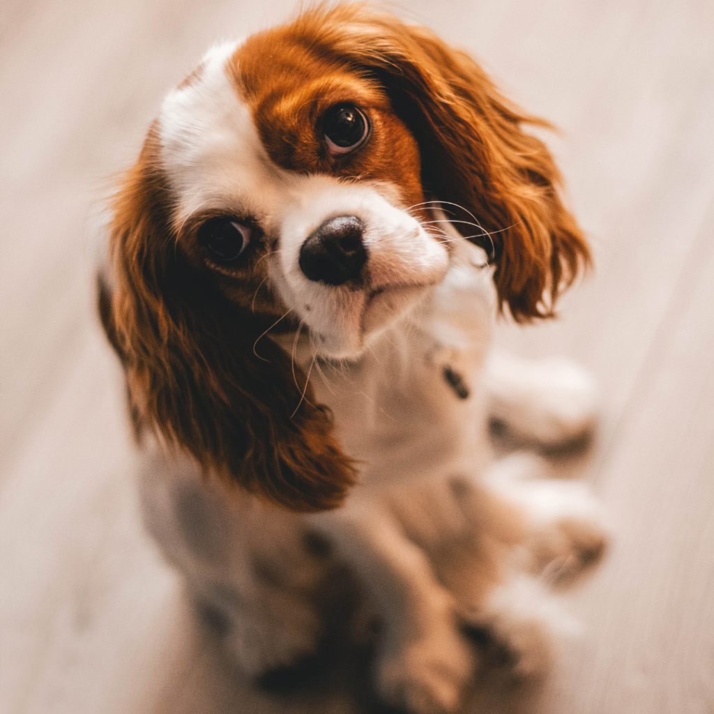 Cadovet, Dog vaccination