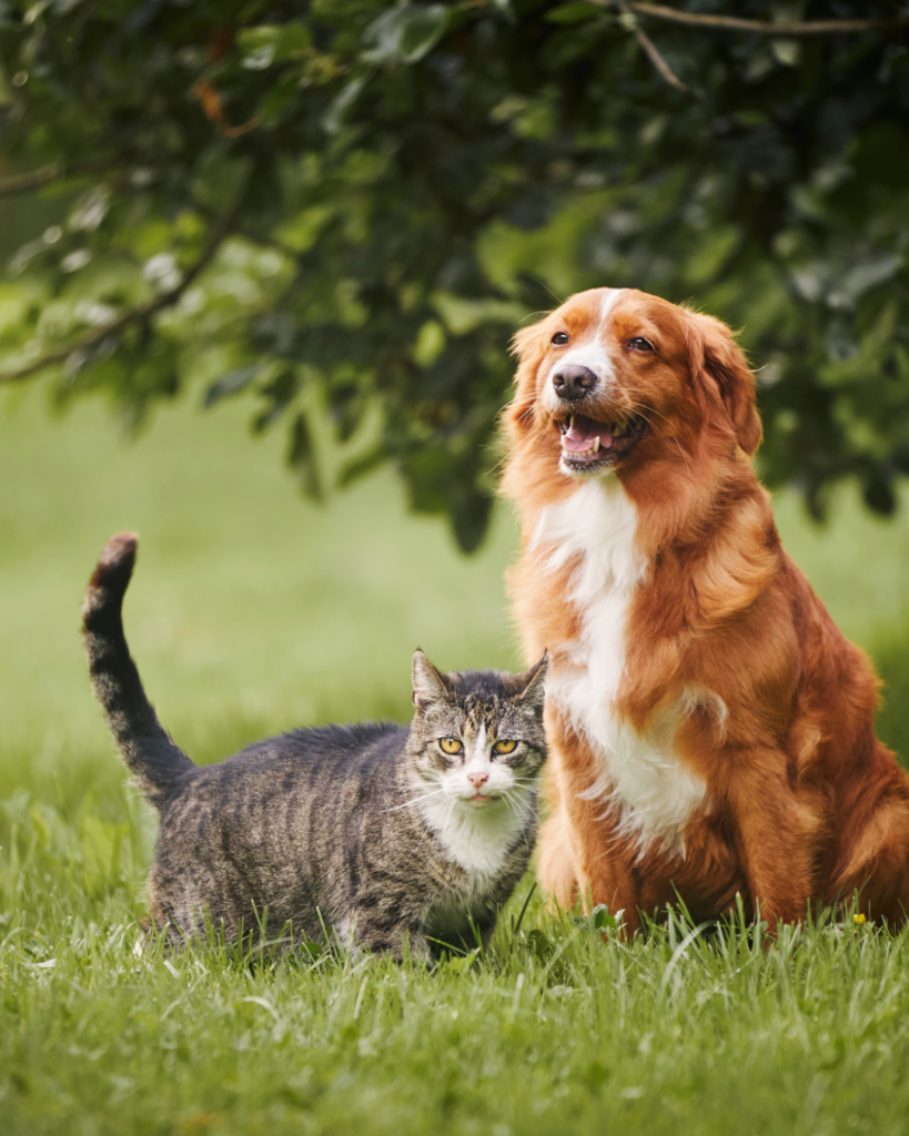 pet health care