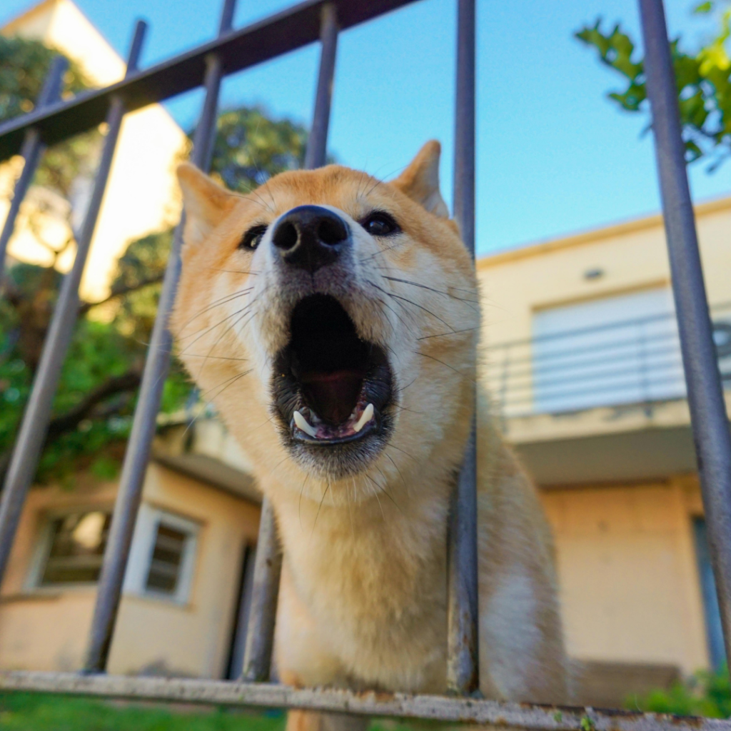 Pet aggressive, Cadovet