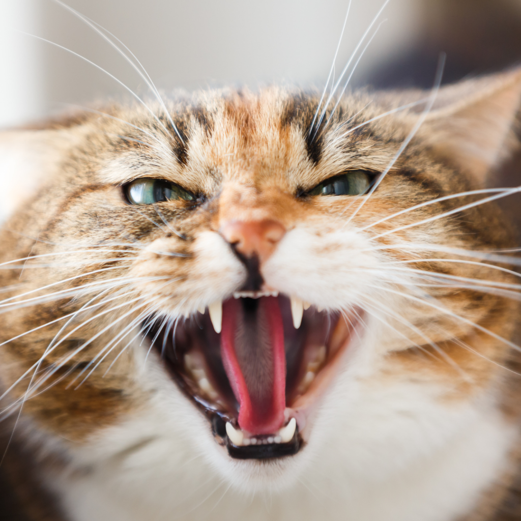 Cat aggressive, Cadovet