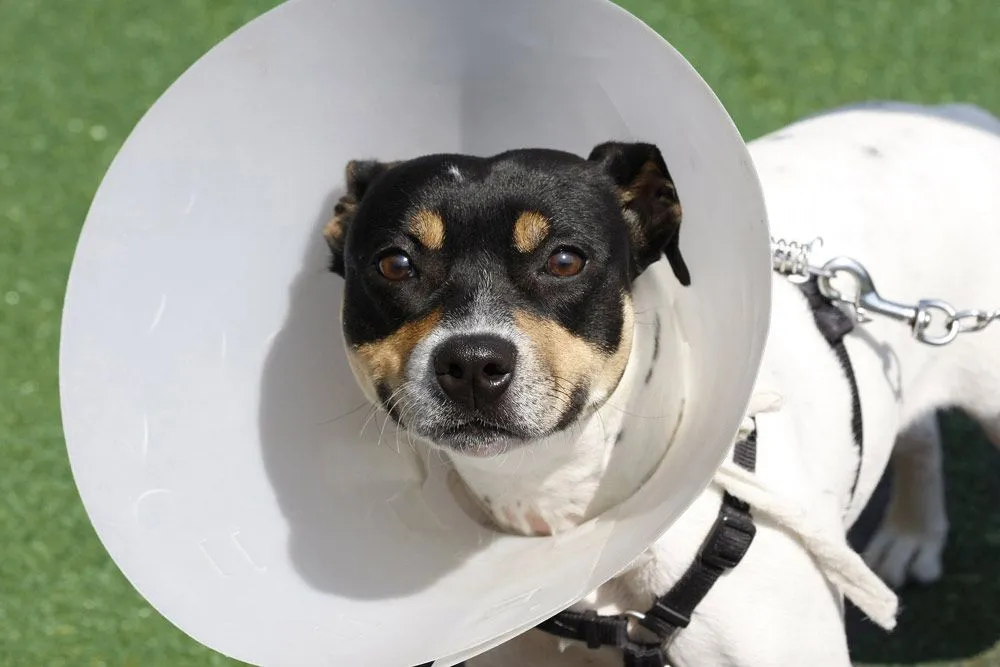 Cadovet, spaying and neutering