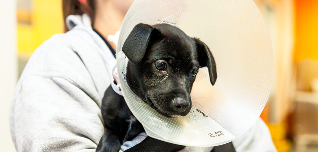 veterinary doctor, Cadovet