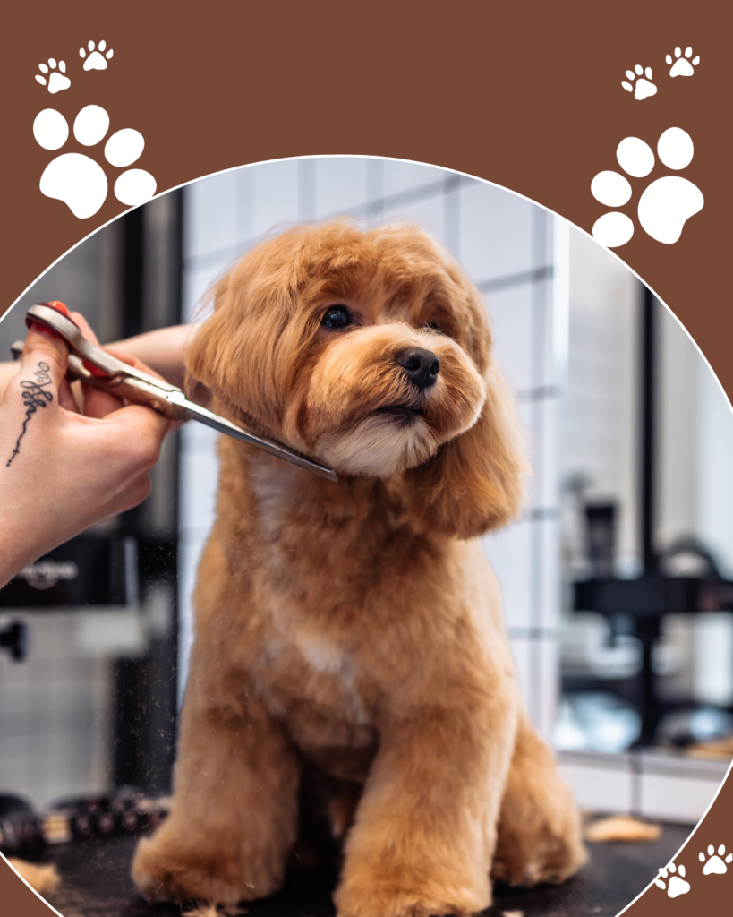 Pet grooming