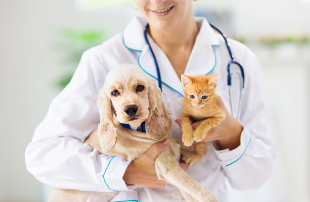 veterinary doctor