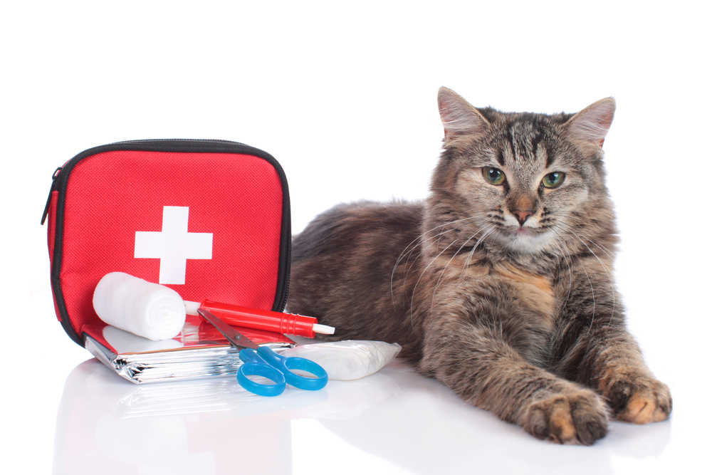 cadovet first aid kit